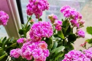 长寿花的室内养护技巧（打造居家绿色生活，长寿花也能美丽绽放）