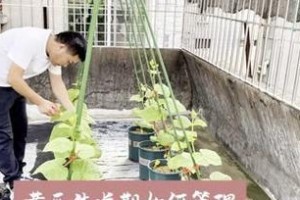 黄瓜的生长周期和关键因素（掌握黄瓜的生长规律，丰收无忧）