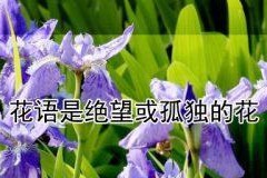 结束之花——蒲公英的花语（探究蒲公英作为结束之花的象征意义）
