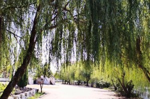 梅花摘心打顶的时间与方法（掌握正确时间和方法，让你的梅花更美丽）