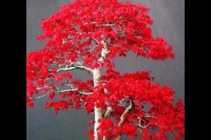 红枫花开的季节和魅力（探寻秋季最美的景观——红枫花开）