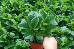 非洲菊种植指南（如何在正确的时间内种植非洲菊？）