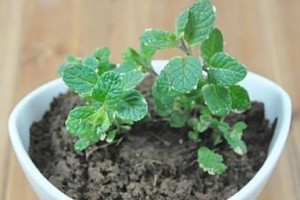 薄荷的室外养殖技巧（从选择品种到日常护理，教你打造绿色家园）