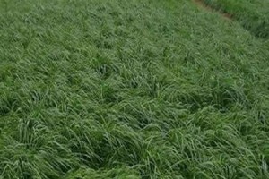 黑麦草生长温度的研究（了解黑麦草的最佳生长环境条件）