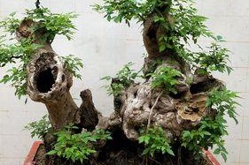黄荆老桩养殖全攻略（手把手教你如何成功养殖黄荆老桩）