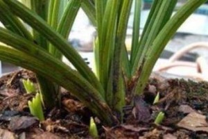 废食用油可以用来浇花吗？（探究废食用油的浇花效果及对植物生长的影响）