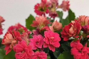 长寿花品种全面介绍（探秘长寿花的种类及特点，打造丰富多彩的花园）