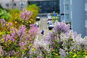 哈尔滨市花——秋海棠（探秘秋海棠在哈尔滨的历史渊源与文化象征）