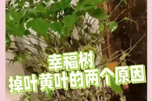 盆栽树落叶的原因与解决方法（深入探究盆栽树落叶现象，帮助您保持绿色家园）