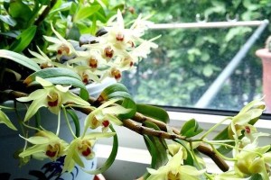 石斛兰的养殖方法和养护要点（美轮美奂的观赏植物轻松打造居家花园）