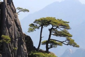 松树的生长环境探秘（从土壤到气候，揭秘松树的喜好环境）