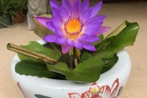 荷花水培探秘（荷花水培的方法和技巧）