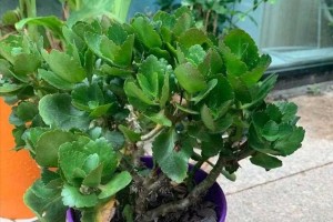 长寿花茎杆发黄的原因和解决方法（长寿花茎杆变黄该怎么办？）