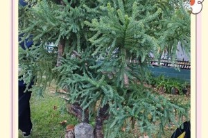 南洋杉干叶的加工与利用方法（探索南洋杉干叶资源的价值与应用领域）