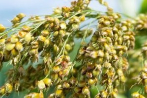 高粱——禾本科草本植物的代表（生长习性、品种分类、用途广泛）