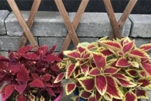 彩叶草开花的花语与寓意（了解彩叶草开花的花语与寓意，探究多彩世界中的奥秘）