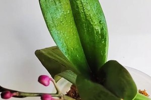 蝴蝶兰的多花剑之奇观（以蝴蝶兰怎样追求多花剑为主题的探索与分析）