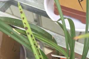 兰花叶子黑斑问题解决方法（保护兰花叶子的关键措施及兰花叶子黑斑的处理）