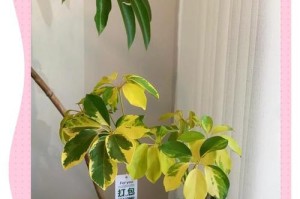 掌握鹅掌柴养护之道（关爱你的鹅掌柴，打造绿意盎然的家园）