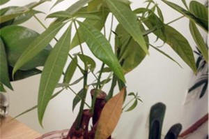 发财树冬季叶落的原因及应对方法（寻找发财树“落叶归根”的正确方式）
