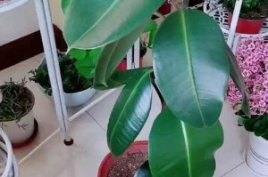 以橡皮树掐顶掉的怎么扦插（探索橡皮树生长新途径）