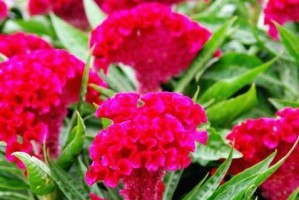 探寻鸡冠花的多彩世界（从红到白，品味鸡冠花的多彩色彩）