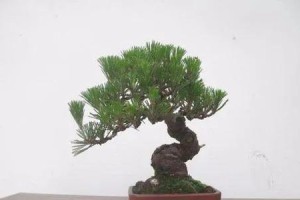黑松盆景的养殖方法和注意事项（打造完美的黑松盆景，从这里开始）
