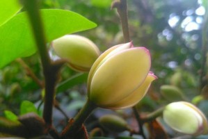 含笑花的养殖与注意事项（打造美丽庭院的秘密武器）