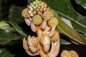 八角金盘生长情况解析（一年能长多高？——探究八角金盘的生长特点与繁衍方式）