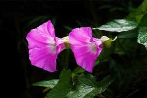 探秘和牵牛花近似的草种（介绍和牵牛花外貌相似的草种及其特点）