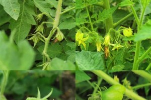 端午节前后适合种植的蔬菜（养生时节，蔬菜滋补身体）