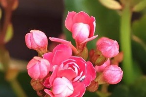 代表健康长寿的花——莲花