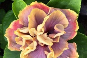 如何科学浇水扶桑花？（扶桑花的水分需求与浇水技巧）