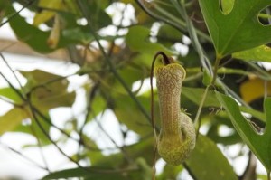 如何种植管花马兜铃种子（管花马兜铃种子的育苗、生长和繁殖技巧）