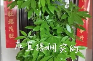 发财树耐寒性分析（探究发财树的耐寒程度，有效防范极端天气对植物生长的影响）