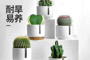 掌类养殖技巧大揭秘（打造成功的掌类养殖工程，从零基础开始学起！）