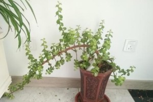 金枝玉叶修剪技巧（打造美丽的枝叶造型，让花园更加生动活泼）