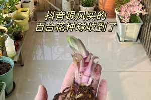 绣球花的养殖技巧（家庭养殖方法详解，教你打造漂亮花坛）
