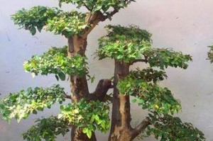 家里种鹊梅的风水好处（健康、财运、家庭幸福、事业顺利）