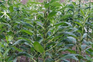 秋芝麻种植时间和方法详解（九月是最佳播种季节，关注土壤与温度）