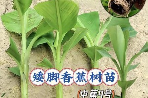 芭蕉树的冬季养护攻略（保护您的芭蕉树，度过严寒的冬天）