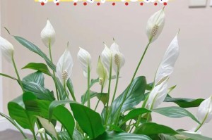 白掌花（适合室内养护的白掌花种类、特点和养护方法）