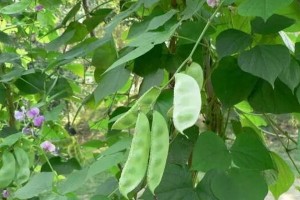 如何选定适宜种植扁豆的时间（掌握种植时间丰收不愁）