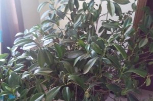 非洲茉莉为何不开花（探究非洲茉莉不开花的原因及解决方法）