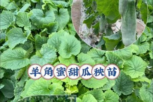 北方甜瓜种植全攻略（掌握适宜种植的时间和方法，丰收美味甜瓜）