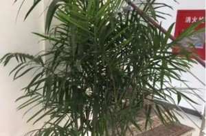 玉兰喜阳还是喜阴？（探究玉兰的生长习性与养护技巧，一文解析喜阳或喜阴的争议）