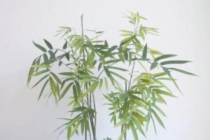 养盆景竹的秘诀（打造绿意盎然的家居小天地）