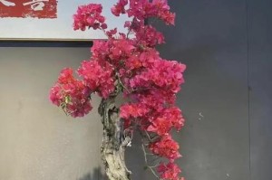 三角梅喜肥的秘密剖析（从施肥到肥料选择，全面解读三角梅的肥料需求）