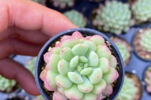 蓝豆多肉的种植与土壤配比（打造完美的栽培土壤，让蓝豆多肉茁壮成长）