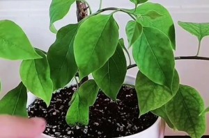 探索三角梅生根水的配比与使用技巧（打造健康、茂盛的三角梅生长环境）